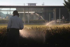 20日夕方の燕市役所の芝生広場で涼しげなスプリンクラーの水