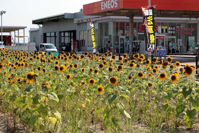 「セルフ燕吉田」敷地東側のヒマワリ畑