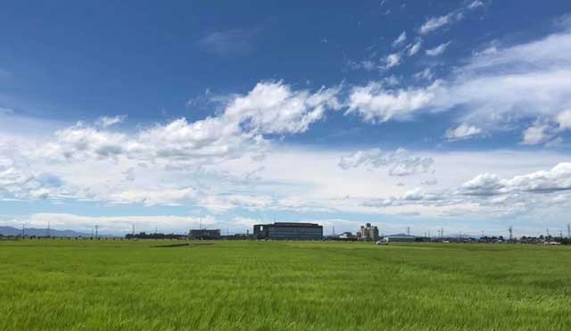 燕市の燕市役所付近の田んぼ