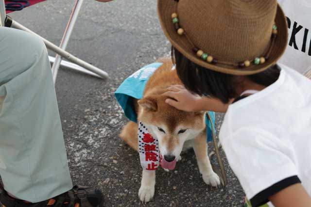燕署の広報犬「茶豆」も猛暑のなかで広報活動