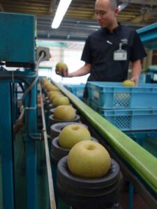 ナシの出荷が本格化したJAにいがた南蒲大島選果場