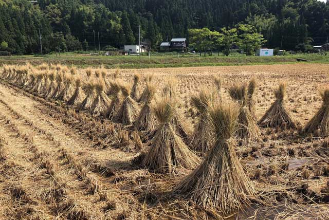 稲刈り後の田んぼに並んだ積みわら