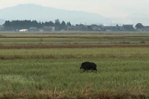 分水地区で撮影されたイノシシ