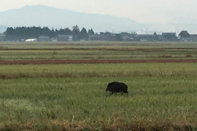 分水地区で撮影されたイノシシ