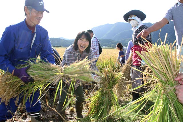 弥彦酒造が古代米「愛国」の収穫祭