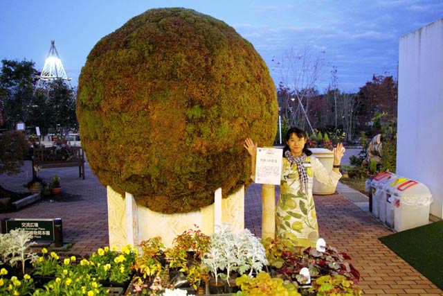 「道の駅 庭園の郷 保内」にお目見えした直径2.1メートルの巨大苔玉