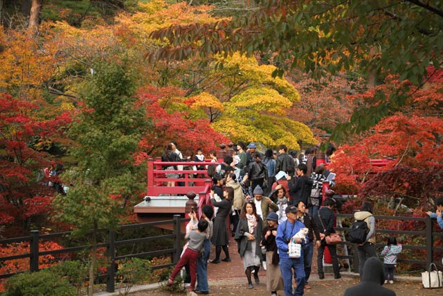 行楽客でごった返す弥彦公園もみじ谷の観月橋