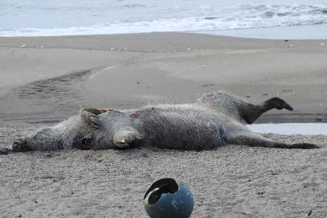 野積海岸で見つかった死んだイノシシ