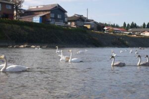 「しただブログ」に掲載された8日の下田地区森町のハクチョウの飛来地のようす