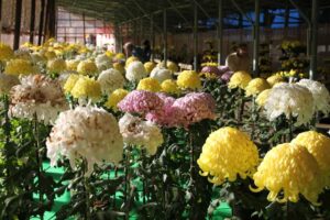 木付けも充実した加茂菊花展 200のキクが秋を彩る