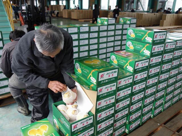 集荷された「ル レクチエ」を検査