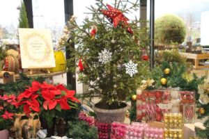 Xmasに向け本物のモミの木のレンタル開始 – kenoh.com
