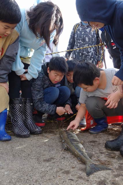 捕獲したサケに興味津々