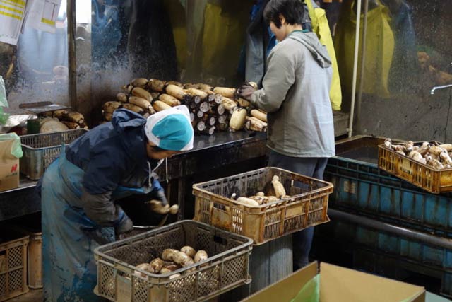 大口れんこんの出荷作業