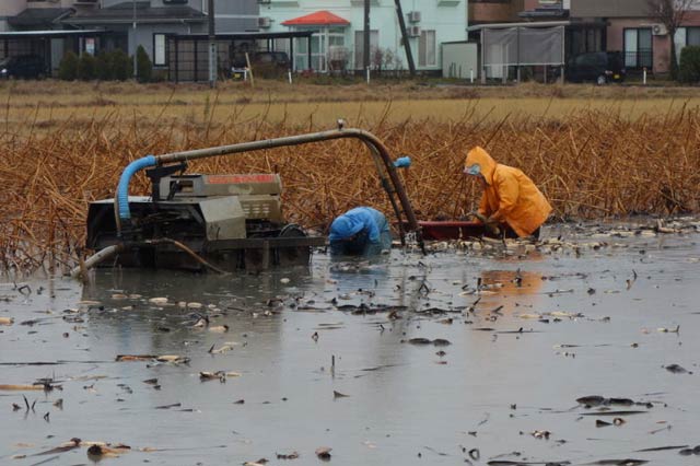 レンコンの収穫は水につかっての重労働
