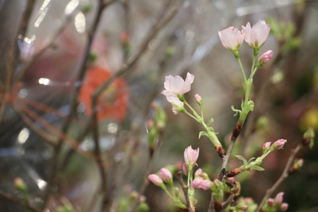 咲き始めの啓翁桜も