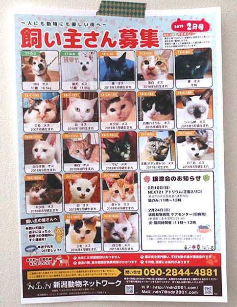 毎月発行している飼い主募集のちらし