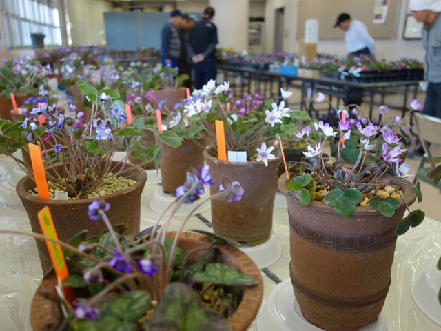 第20回雪割草展示会の会場に並ぶ雪割草