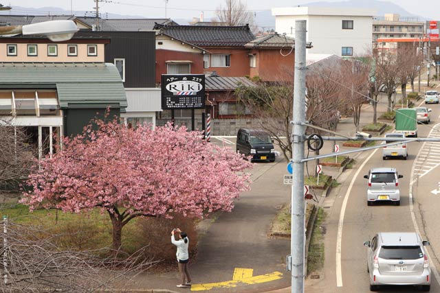 葉を落としたままの裸木の街路樹のなかでカワヅザクラのピンクの花はまさに春色