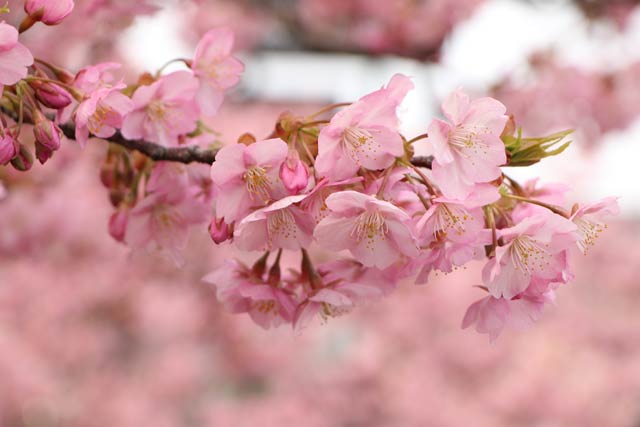 カワヅザクラの鮮やかなピンク色の花