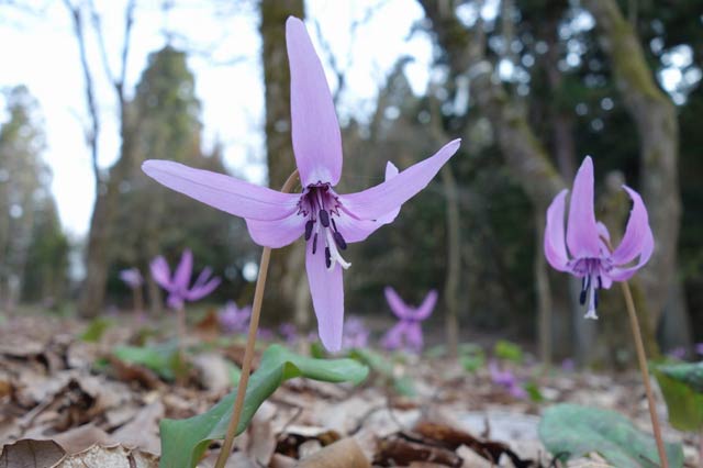 「トリムの森」で群生するカタクリが咲く