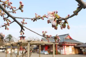 ほころび始めた弥彦駅前広場のサクラ