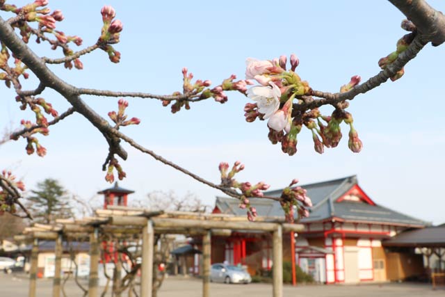 ほころび始めた弥彦駅前広場のサクラ