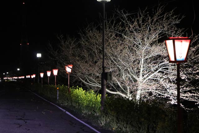 大河津分水サクラ並木のライトアップはちょうちんもともる