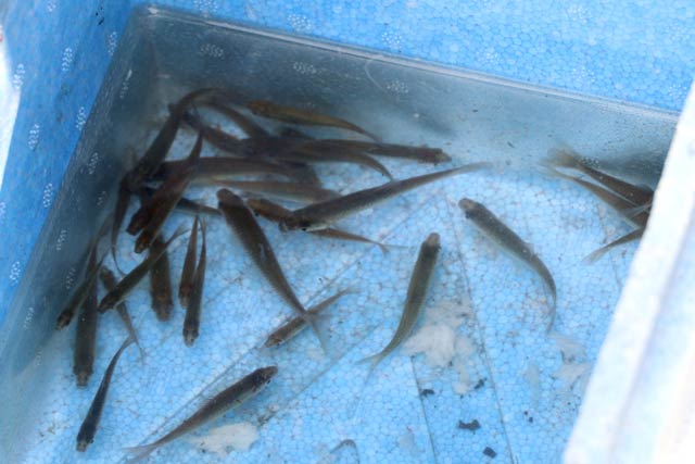 4月9日に子どもたちが捕まえていた小魚