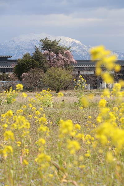 三条市上須頃地内で春の色のコンビネーション