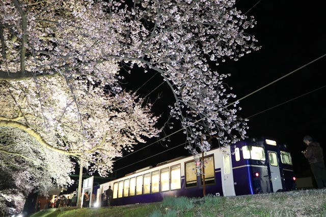 あでやかな夜桜と並んで分水駅に停車する快速「夜桜 Shu*Kura」