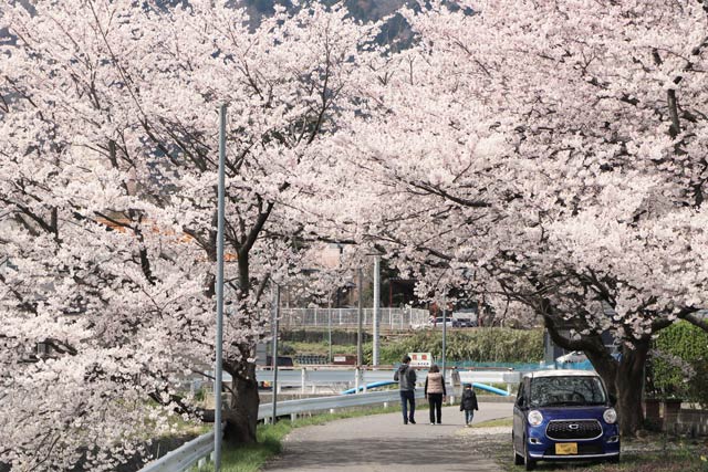 JR弥彦駅裏で満開の大きなサクラの木