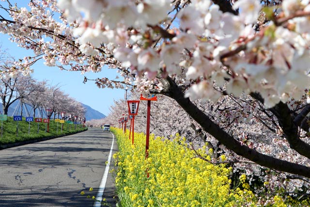 桜並木の淡紅色の花と黄色の菜の花のハーモニーが初めての美しさを見せる大河津分水桜土手