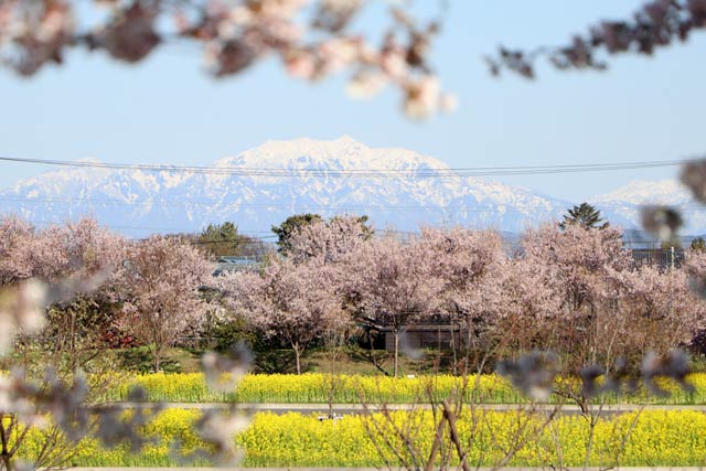 公園の菜の花も桜や冠雪の粟ヶ岳と競演