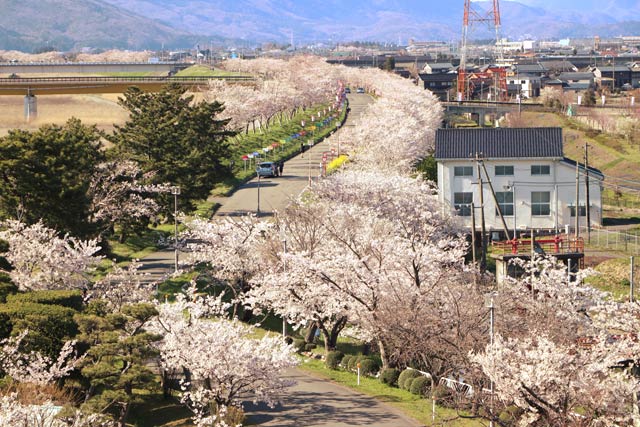 信濃川大河津資料館屋上から見る桜土手