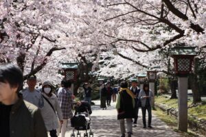 桜満開の弥彦は平日と思えない花見客のにぎわい
