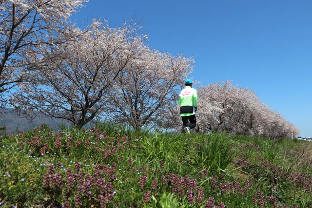 弥彦村中山地内の御新田川沿いに約1キロにわたって延びるサクラ並木