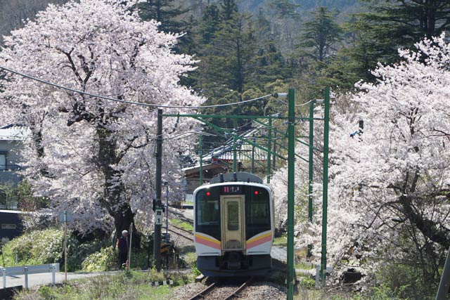 サクラの花の壁を抜けて弥彦駅へ滑り込む電車