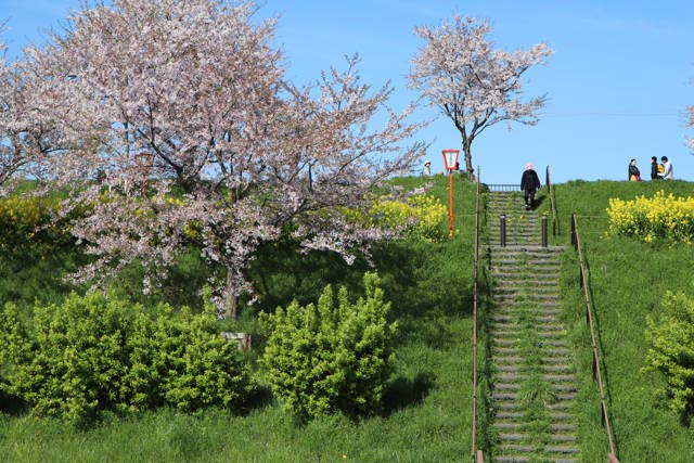桜に菜の花に緑の春の彩り