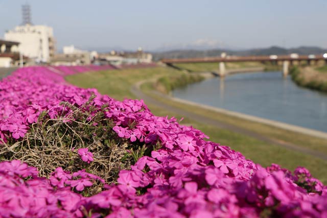 朝草会が栽培、管理する五十嵐川右岸のシバザクラ