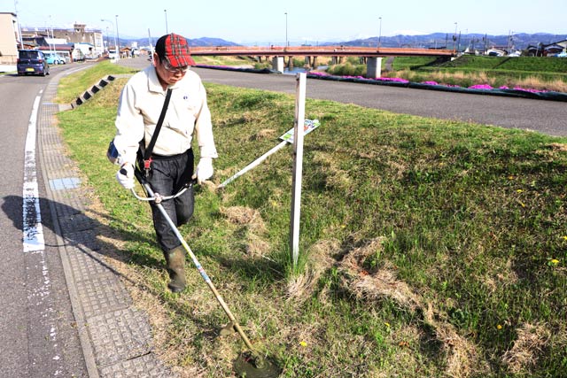 芝桜まつりに向けて雑草を刈る朝草会の山崎会長