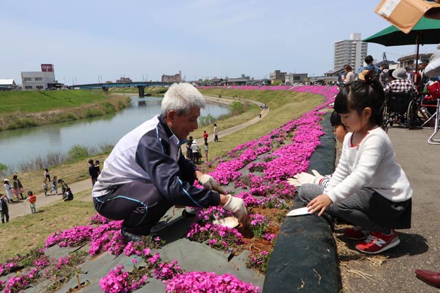 朝草会による芝桜祭りで来場者からシバザクラの苗を植えてもらう