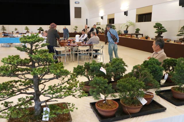 第41回越の近郷盆栽展