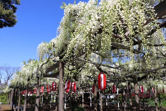 「八王寺の白藤」が三分咲きから五分咲き