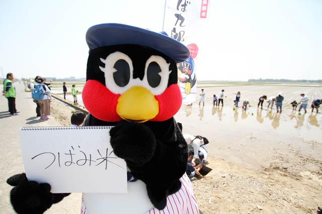 「つばみ米」だとアピールするつばみ