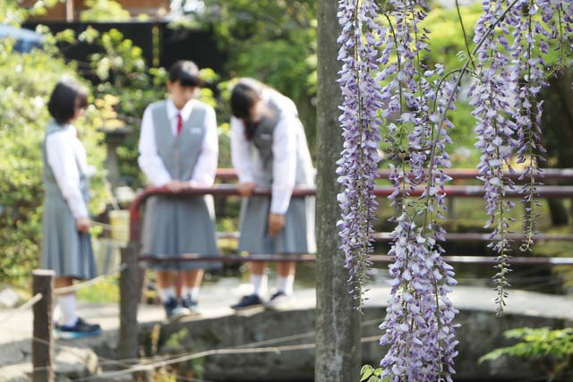 境内で満開のフジの花