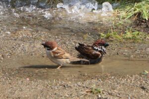 祭り去り夏日にスズメ水遊び