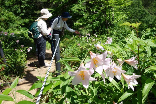 「ヒメサユリの小径」でヒメサユリが花盛り