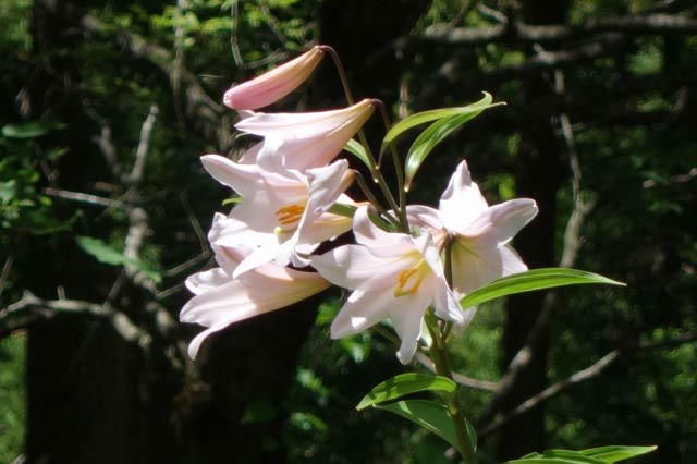 かれんなヒメサユリの花