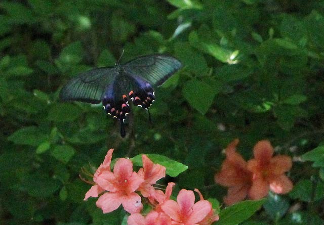 弥彦村でツツジの花を渡るクロアゲハ